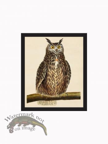 Rudbeck CFA_BF 42 Great Horned Owl